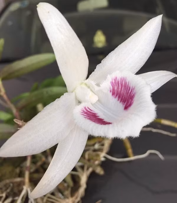 Mới đây, thương vụ mua bán gốc Giã Hạc đột biến 5 cánh trắng tại Ninh Thuận với giá lên tới gần 7 tỷ đồng đã khiến không ít người bất ngờ. Cây lan Giã Hạc 5 cánh trắng này gọi là Lan Phi điệp, được đánh giá độc đáo nhất Việt Nam.