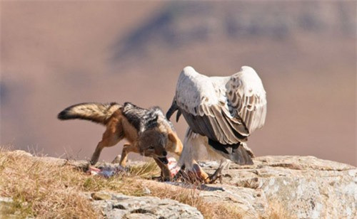 Một con chó sói lưng đen phát hiện được miếng mồi, nó nhanh chân ngoạm lấy thức ăn trước khi chim kền kền bay tới và cuộc chiến tranh giành thức ăn giữa chúng xảy ra.