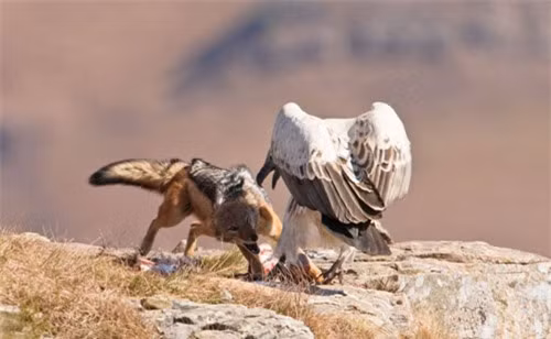 Một con chó sói lưng đen phát hiện được miếng mồi, nó nhanh chân ngoạm lấy thức ăn trước khi chim kền kền bay tới và cuộc chiến tranh giành thức ăn giữa chúng xảy ra.