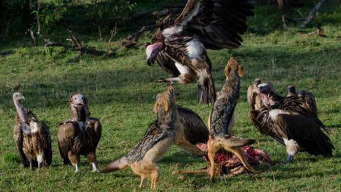 Cuộc đọ sức giữa hai loài thú hung dữ như kền kền và chó sói để tranh thức ăn trong môi trường tự nhiên, luôn là những cuộc chiến ác liệt.