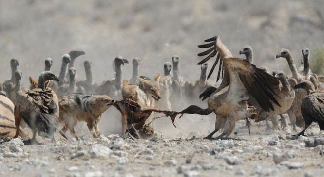 Tuy nhiên kền kền dường như quyết không để sói dễ dàng cướp miếng ăn của mình như vậy. Trong ảnh, một con kền kền khá lớn đang giành miếng thịt với chó sói.