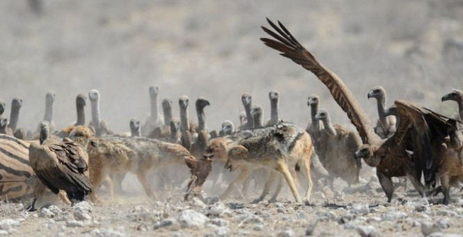 Còn đây là một cuộc hỗn chiến hội đồng giữa sói lưng đen và kền kền ăn xác thối. Chó sói gan dạ đối đầu kền kền và giành được miếng mồi ngon.