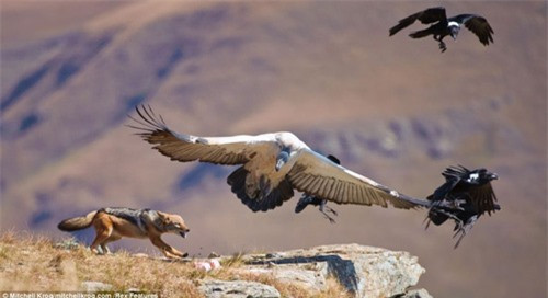 Sau một hồi giằng co qua lại, chim kền kền đành chịu thua nhường lại thức ăn cho sói rừng.