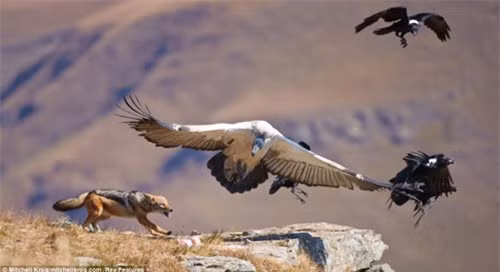 Sau một hồi giằng co qua lại, chim kền kền đành chịu thua nhường lại thức ăn cho sói rừng.