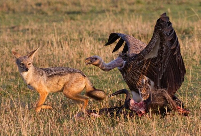 Trong bức ảnh này, kền kền đang thủ thế, đề phòng chó sói cướp mất thức ăn của mình.