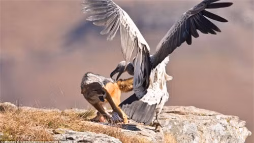 Những miếng thịt tươi được đặt trên đỉnh một ngọn núi để động vật hoang dã tới ăn, nhờ đó các nhiếp ảnh gia và du khách có thể quan sát chúng dễ dàng hơn.