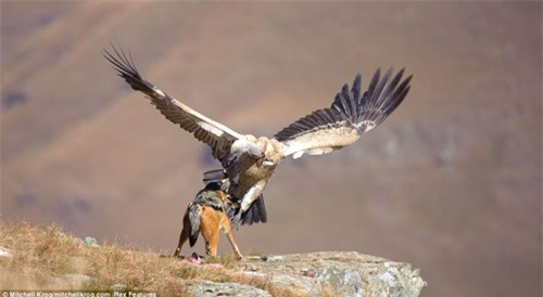 Không chịu thua kém, chó sói lưng đen nhe hàm răng sắc nhọn gầm gừ đe dọa và lao vào tấn công đáp trả chim kền kền.