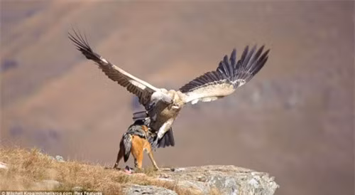 Không chịu thua kém, chó sói lưng đen nhe hàm răng sắc nhọn gầm gừ đe dọa và lao vào tấn công đáp trả chim kền kền.