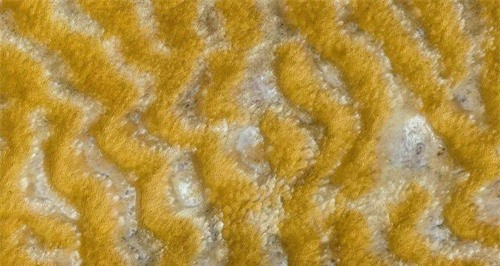 Hình ảnh kỳ lạ này thực chất là những cánh đồng cỏ vàng đẹp mắt tại Boutilimit, Mauritania.