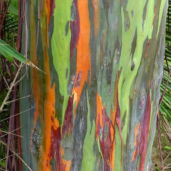 Cây bạch đàn cầu vồng có khả năng ''biến hình'', tự bóc lớp vỏ xù xì để trở thành một cái cây đầy màu sắc. Đây có lẽ là món quà tuyệt vời mà thiên nhiên ban tặng cho con người.