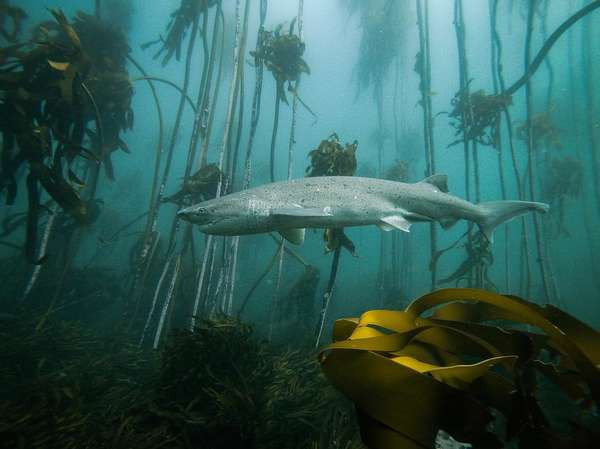 Đâu chỉ trên mặt đất, dưới đại dương cũng tồn tại cả một khu rừng xanh mát và rộng lớn thế này.