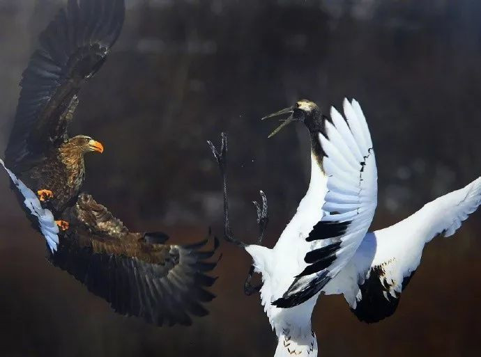 Nhiếp ảnh gia đã ghi lại được những khoảnh khắc thú vị trong cuộc đụng độ giữa đại bàng và sếu đầu đỏ tại thành phố Kushiro thuộc tỉnh Hokkaido, Nhật Bản.
