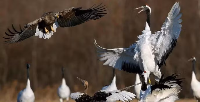 Trong tự nhiên, sếu đầu đỏ chỉ đẻ hai quả trứng 1 lứa và thường thì chỉ 1 trong hai là có thể sống sót.