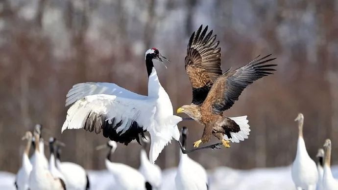 Sếu đầu đỏ Nhật Bản có tên khoa học Grus japonensis, là loài hạc nặng nhất trên thế giới (chiều cao: 140 cm và cân nặng khoảng 7.7–10 kg). Loài hạc này thường di cư tới Xibia và thường là tại phía bắc Mông Cổ vào mùa thu và đông để sinh sản.