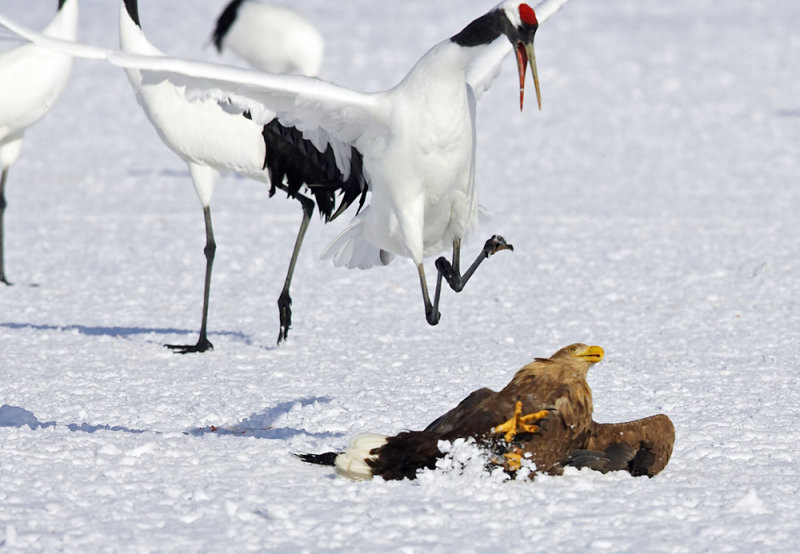 Đại bàng từ kẻ nắm quyền giờ đây bất ngờ bị đưa về thế hạ phong.