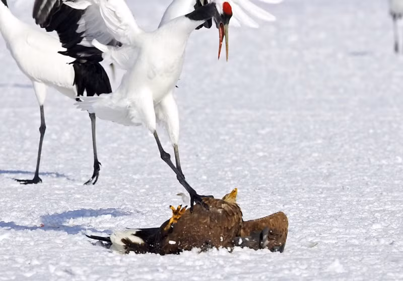 Không hề tỏ ra sợ hãi, sếu đầu đỏ tận dụng đôi chân dài phản đòn ''cực gắt'', đá đại bàng một cú đau khiến kẻ đi săn ngã xuống dưới nền tuyết.