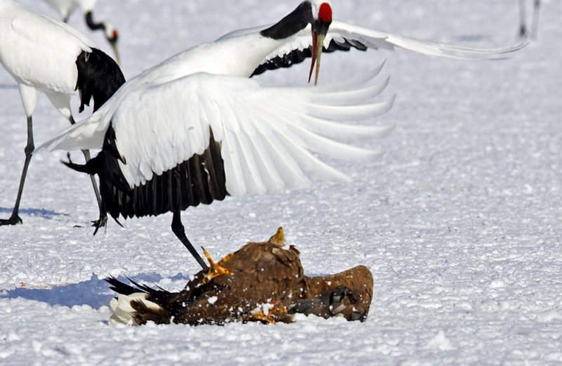 Đại bàng sà xuống thấp với mục đích tấn công con mồi nhưng một trong số những con sếu đã nhanh chóng phát hiện sự xuất hiện của kẻ đi săn.