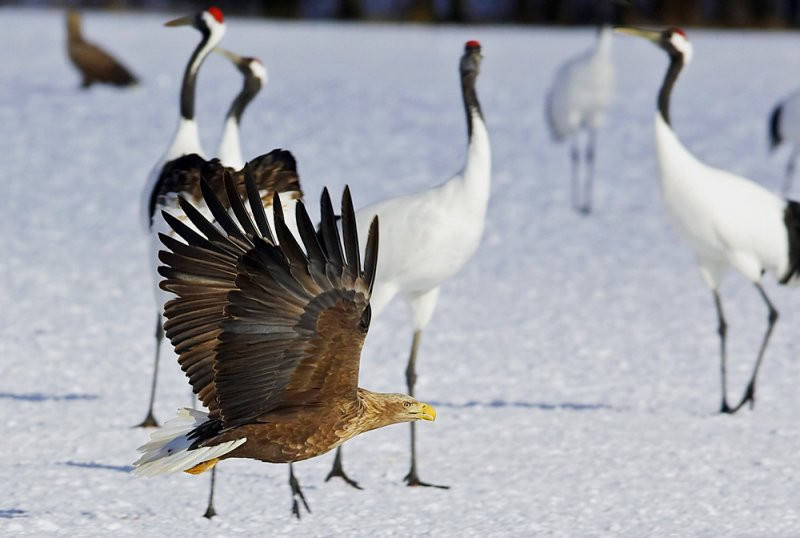 Sếu đầu đỏ Nhật Bản là loài hạc hiếm thứ hai thế giới và có nguy cơ tuyệt chủng. Chúng sở hữu đôi chân dài sẵn sàng đánh trả lại kẻ thù cùng đôi cánh lớn bay lượn chẳng kém loài chim nào.