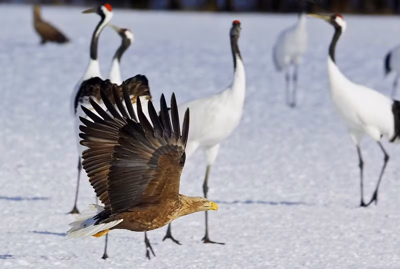 Sếu đầu đỏ Nhật Bản là loài hạc hiếm thứ hai thế giới và có nguy cơ tuyệt chủng. Chúng sở hữu đôi chân dài sẵn sàng đánh trả lại kẻ thù cùng đôi cánh lớn bay lượn chẳng kém loài chim nào.