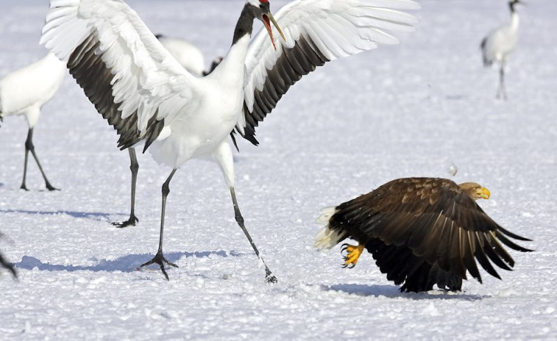 Sau một hồi hứng chịu những cú đá chí mạng của sếu đầu đỏ Nhật Bản, đại bàng không còn cách nào khác ngoài hoảng hốt lấy đà bỏ chạy.