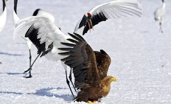 Mục tiêu trong chuyến đi săn lần này của chúa tể bầu trời xanh là đàn sếu đầu đỏ đang lang thang trên tuyết.