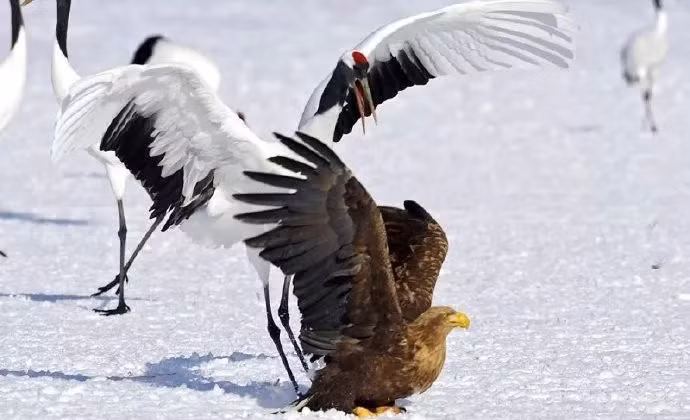 Mục tiêu trong chuyến đi săn lần này của chúa tể bầu trời xanh là đàn sếu đầu đỏ đang lang thang trên tuyết.