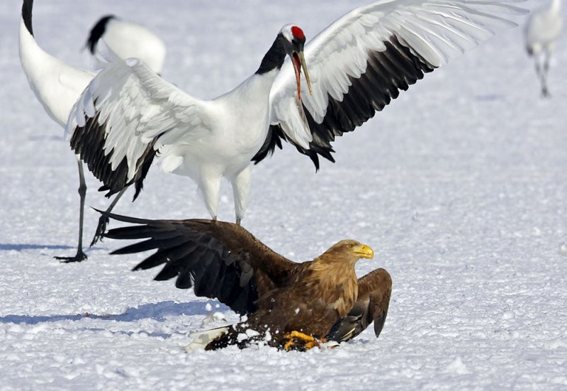 Cuộc chiến gay cấn của đại bàng và sếu đầu đỏ có thể nhìn thấy trước kết quả khi sếu liên tục giữ ưu thế, tấn công kẻ đi săn không ngừng nghỉ.