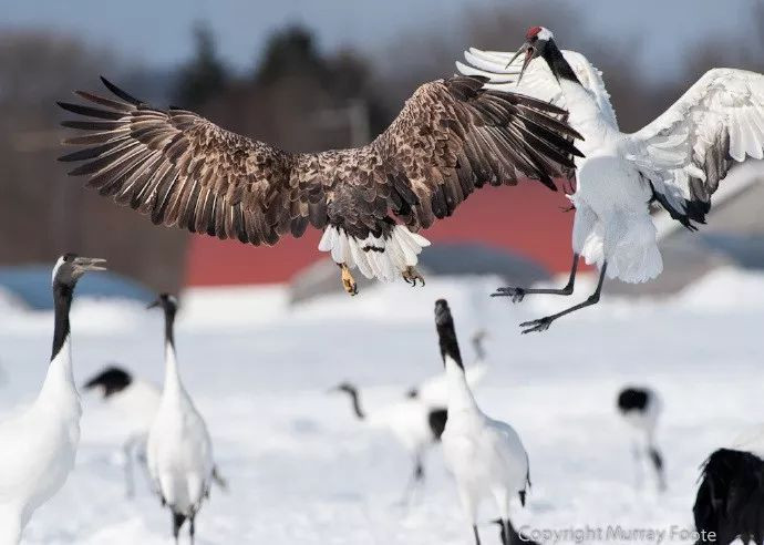 Hai con vật không ngừng ''cà khịa'' nhau ngay cả khi trận chiến đã gần kết thúc.