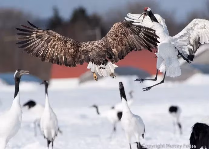 Hai con vật không ngừng ''cà khịa'' nhau ngay cả khi trận chiến đã gần kết thúc.