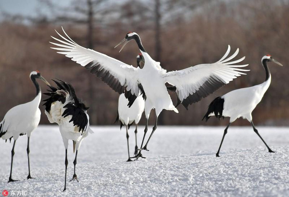 Hiện nay theo ước tính chỉ còn có khoảng 1500 con Sếu Nhật Bản cư trú trong thiên nhiên hoang dã, với khoảng 1000 con sống tại Trung Quốc, đây là một trong những loài chim có nguy cơ tuyệt chủng nhất trên thế giới.