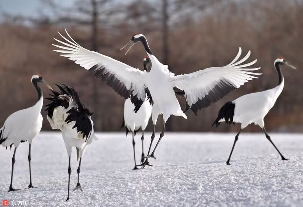 Hiện nay theo ước tính chỉ còn có khoảng 1500 con Sếu Nhật Bản cư trú trong thiên nhiên hoang dã, với khoảng 1000 con sống tại Trung Quốc, đây là một trong những loài chim có nguy cơ tuyệt chủng nhất trên thế giới.