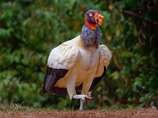 Những chú chim tuyệt đẹp này có cơ thể toàn màu trắng còn đuôi và cánh màu đen. Tuy nhiên khi quan sát đầu của kền kền vua, bạn sẽ nhận thấy chúng có đủ màu sắc vàng, đỏ, xanh, tím, hồng,...