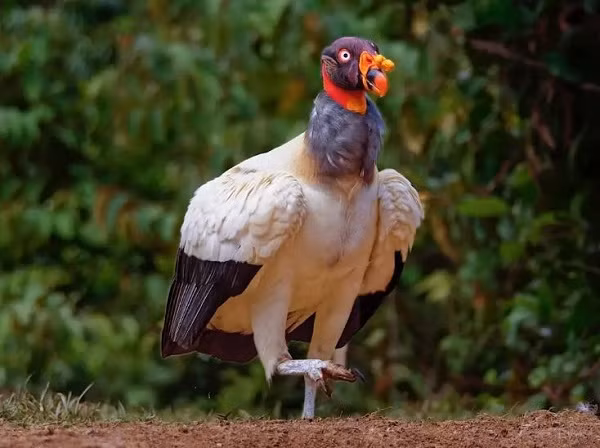 Những chú chim tuyệt đẹp này có cơ thể toàn màu trắng còn đuôi và cánh màu đen. Tuy nhiên khi quan sát đầu của kền kền vua, bạn sẽ nhận thấy chúng có đủ màu sắc vàng, đỏ, xanh, tím, hồng,...