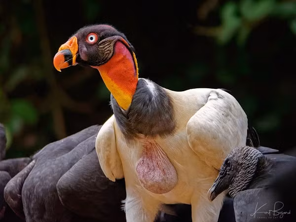 Đáng buồn là số lượng của loài chim này đang bị giảm đi một cách đáng kể và có nguy cơ tuyệt chủng. Nguyên nhân được cho là do kền kền ăn xác động vật có chứa thuốc diclofenac hay xác chết bị bắn đạn chì làm hại thận của chúng, hoặc chết do bị săn bắn.