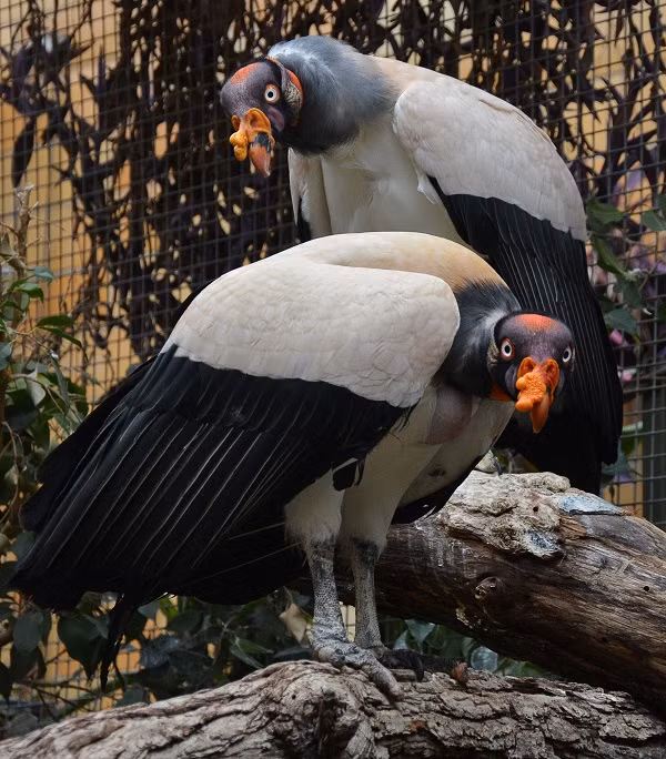 Kền kền đôi khi không đáng sợ như chúng ta tưởng.