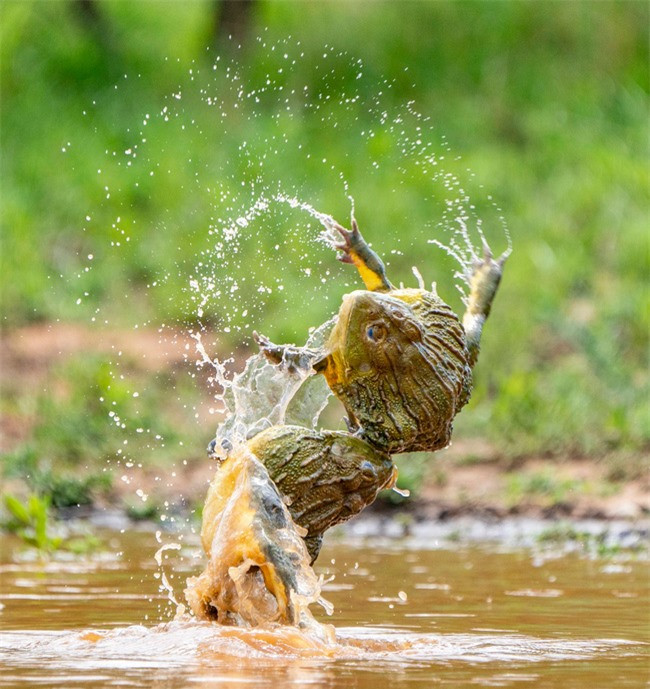 Ở thế giới động vật, những trận chiến tranh giành bạn tình hay màn đánh ghen kinh hoàng cũng xảy ra như một quy luật tự nhiên.