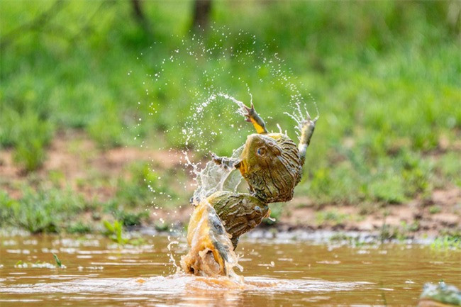 Hai trong số những con ếch khá lực lưỡng đã có màn tỉ thí cực kỳ gay cấn, đánh nhau đến đổ máu chỉ vì một ''nàng ếch''.