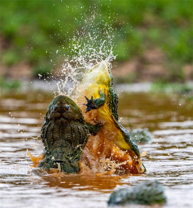 Vận dụng đủ các thế võ, màn đánh ghen ''kinh hoàng'' của ếch yêu tinh kết thúc nhưng...chẳng có con nào giành chiến thắng.