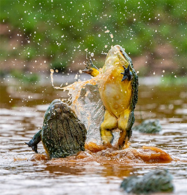 Nhiếp ảnh gia Temujin cho biết đôi khi, những con đực trẻ hơn ẩn nấp quanh các mép của hồ nước, tiếp cận những con cái trước và bám vào lưng chúng. Con đực thắng cuộc sẽ can thiệp cho đến khi con cái được con đực kia thả ra.