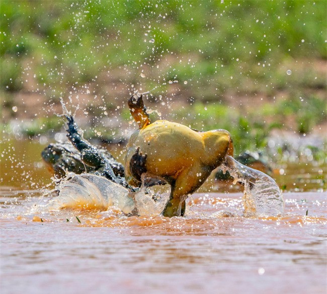 Tuy nhiên trong các cuộc chiến khác, sau khi thắng cuộc, con đực chiến thắng sẽ phát ra một âm thanh trong vài giây như một lời tuyên bố. Con cái sẽ tự động tiến về phía nó để chuẩn bị ghép đôi và giao phối.