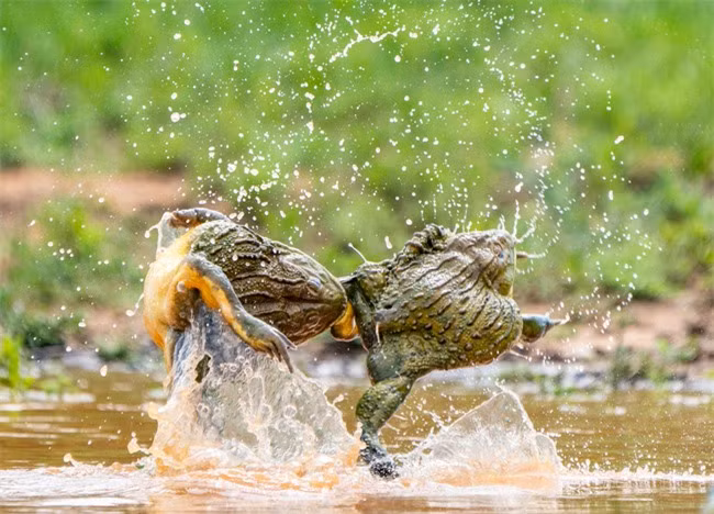 Nhiếp ảnh gia Temujin Johnson (25 tuổi) là một trong số những người may mắn khi bắt trọn được khoảnh khắc đổ máu tranh giành bạn tình của loài ếch yêu tinh ở một vùng sông nước cách Polokwane, Nam Phi 50km.