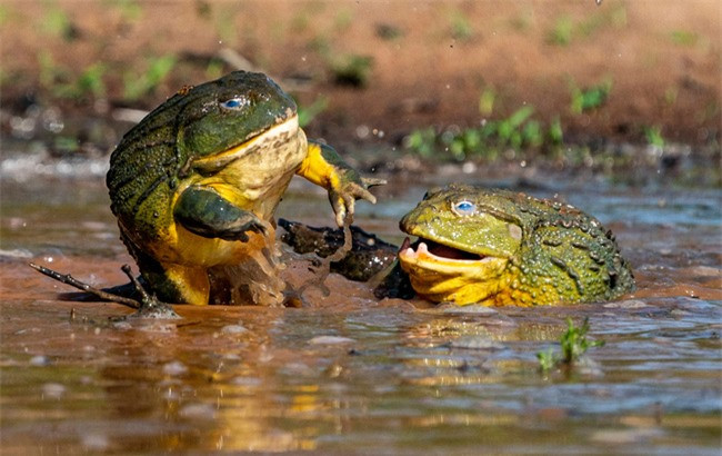 Đánh nhau một hồi, dường như hơi thấm mệt, hai anh chàng ếch tạm nghỉ vài phút trước khi tiếp tục màn đánh ghen gay cấn.
