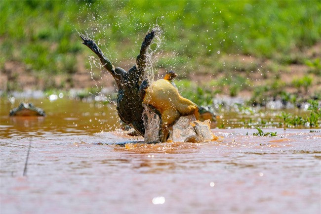 Loài ếch yêu tinh này có hai phần nhô ra trên hàm dưới đóng vai trò như răng giúp chúng có thể ngoạm và hất tung đối thủ trong các cuộc chiến tranh giành bạn tình.