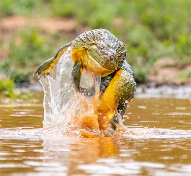 Khi đi qua vùng đầm lầy yên ắng, nhiếp ảnh gia và bạn bỗng giật mình khi nghe những tiếng ồn ào. Họ tình cờ thấy được cảnh tượng một đàn ếch yêu tinh dài chừng 25cm đang tụ tập tranh giành bạn tình trong mùa sinh sản.