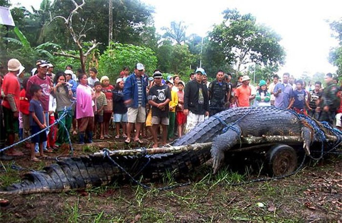 Loài vật đột biến siêu to khổng lồ này là một con cá sấu dài tới 7m, phần đuôi của nó dài đến nỗi người ta không để vừa chiếc xe kéo.