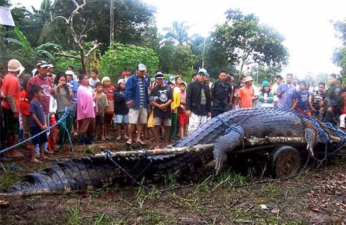 Loài vật đột biến siêu to khổng lồ này là một con cá sấu dài tới 7m, phần đuôi của nó dài đến nỗi người ta không để vừa chiếc xe kéo.