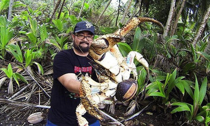 Không phải là động vật đột biến, cua dừa sinh ra đã sở hữu kích thước khủng nhất trong thế giới loài cua. Sinh vật này có thể phát triển tới chiều dài 1 mét, tính cả sải chân, có biệt tài trèo cây và săn mồi cực giỏi.