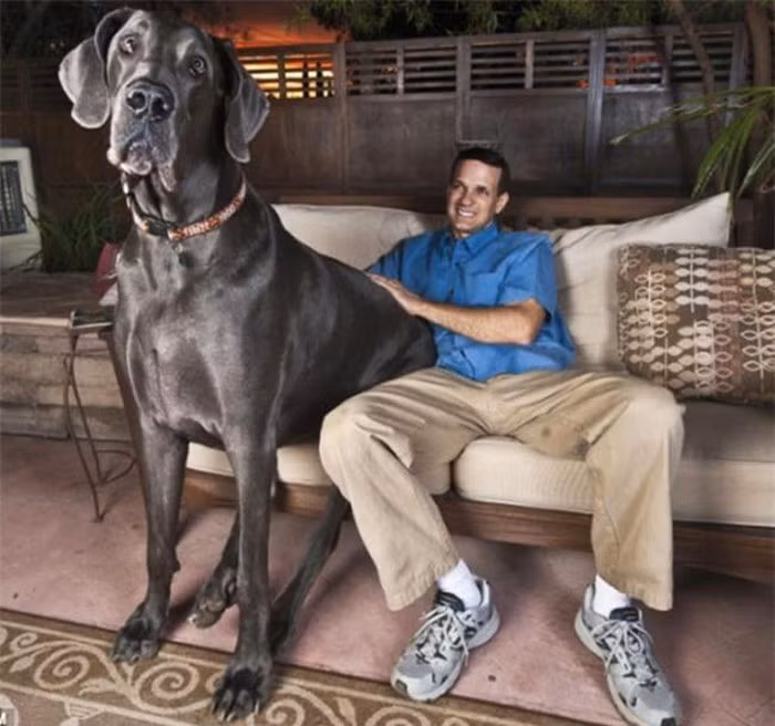 Chú chó đột biến có kích thước siêu to khổng lồ này tên là Dane. Đây cũng là chú chó lớn nhất thế giới khi nặng tới 110kg và mỗi tháng tiêu thụ hết tới gần 50kg bột khô.