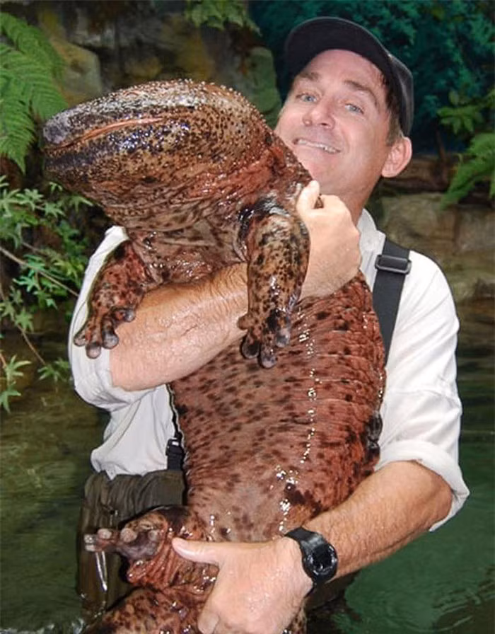 Kỳ nhông Trung Quốc là loài kỳ nhông lớn nhất trên thế giới, có kích thước tới 2 mét. Sở hữu cơ thể khổng lồ nhưng chúng lại bị mù.