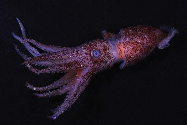 Chính điều này là lợi thế giúp mực mắt lệch gần như ''tàng hình'' đối với những sinh vật dưới đại dương.